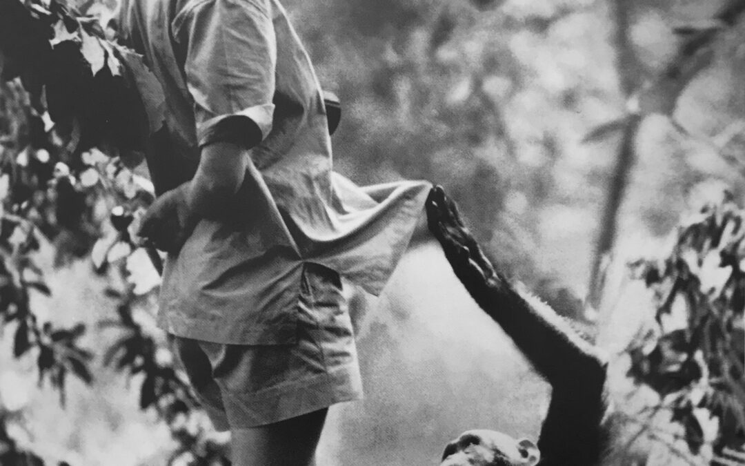 Jane Goodall and Apple’s “Think different”